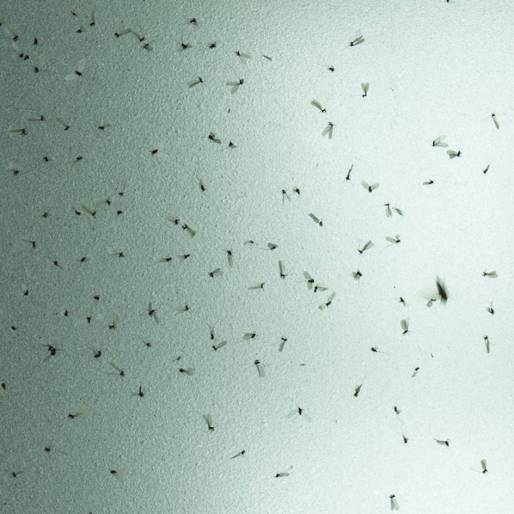 1171-Mosquitos
